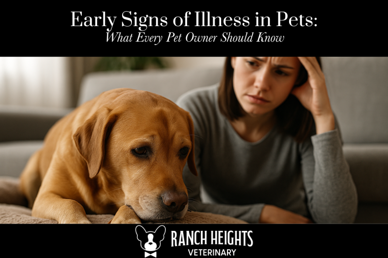 Early Signs of Illness in Pets What Every Pet Owner Should Know