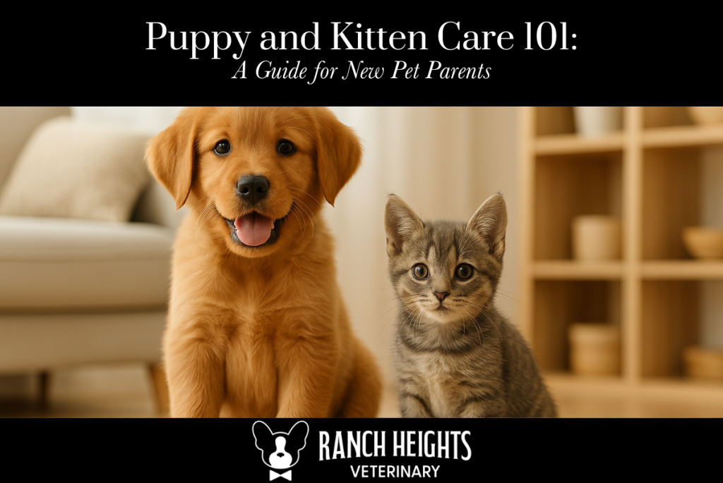 Puppy and Kitten Care 101 A Guide for New Pet Parents