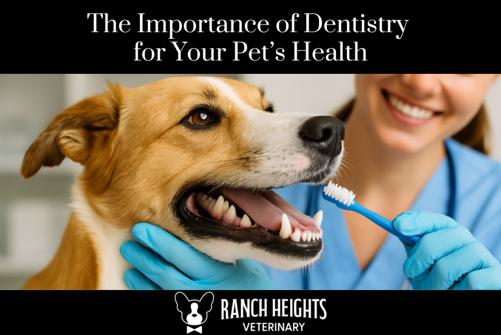 The Importance of Dentistry for Your Pet’s Health