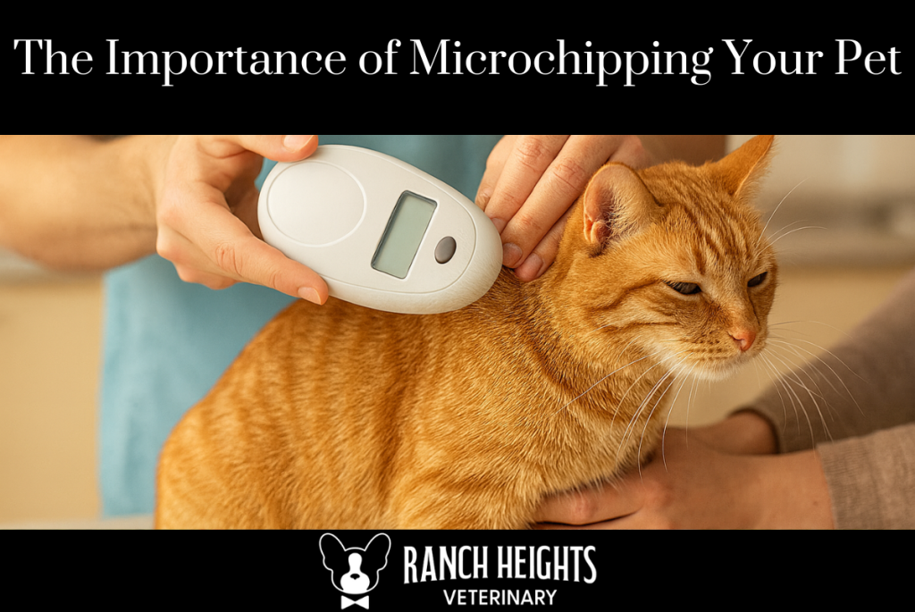 The Importance of Microchipping Your Pet
