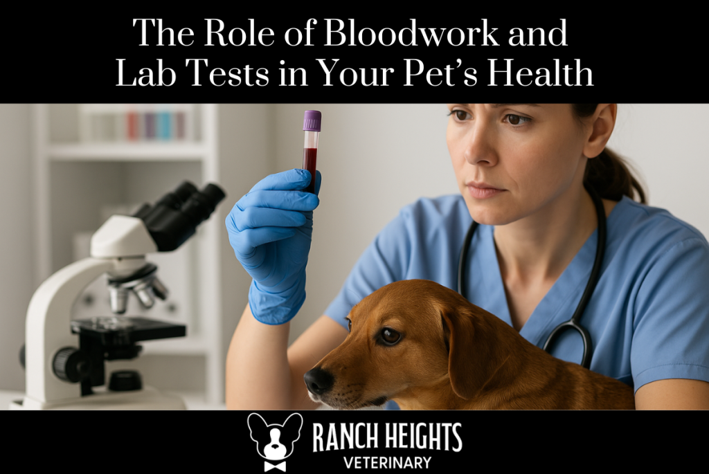 The Role of Bloodwork and Lab Tests in Your Pet’s Health