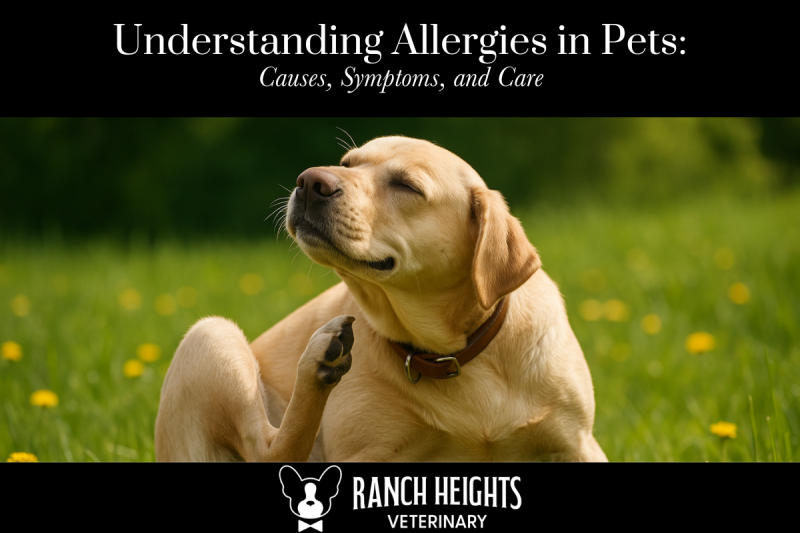 Understanding Allergies in Pets Causes, Symptoms, and Care